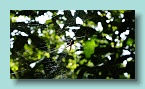 Niue Spider